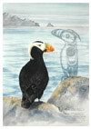 Puffin